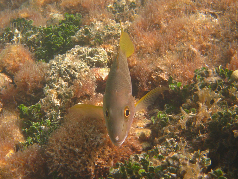 Lutjanus apodus 