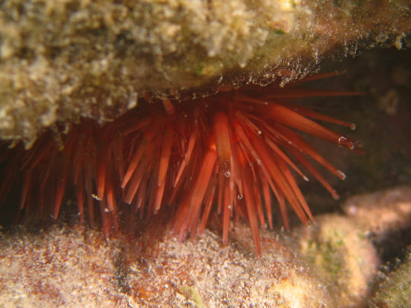 Rock-Boring Urchin