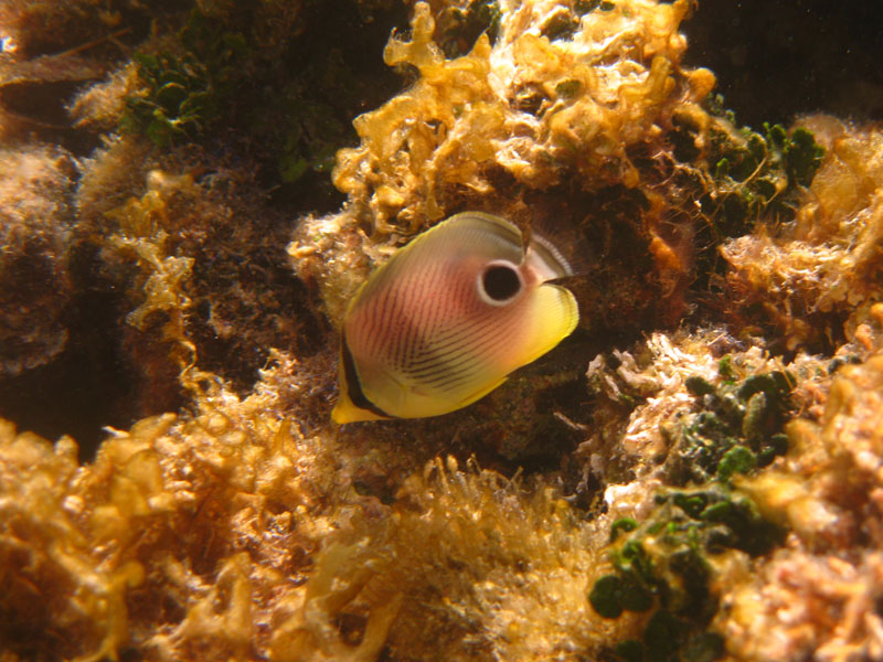 Butterfly fish