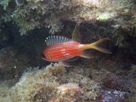 Squirrelfish (July 2009) Squirrelfish (July 2009)