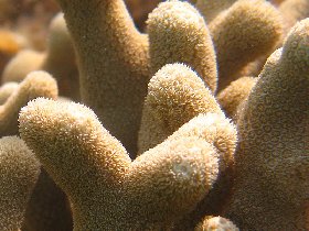 Spawning finger coral (Porites porites) (July 2009) Spawning finger coral (Porites porites) (July 2009)