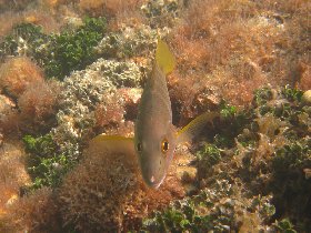 Schoolmaster Snapper (July 2009) Schoolmaster Snapper (July 2009)