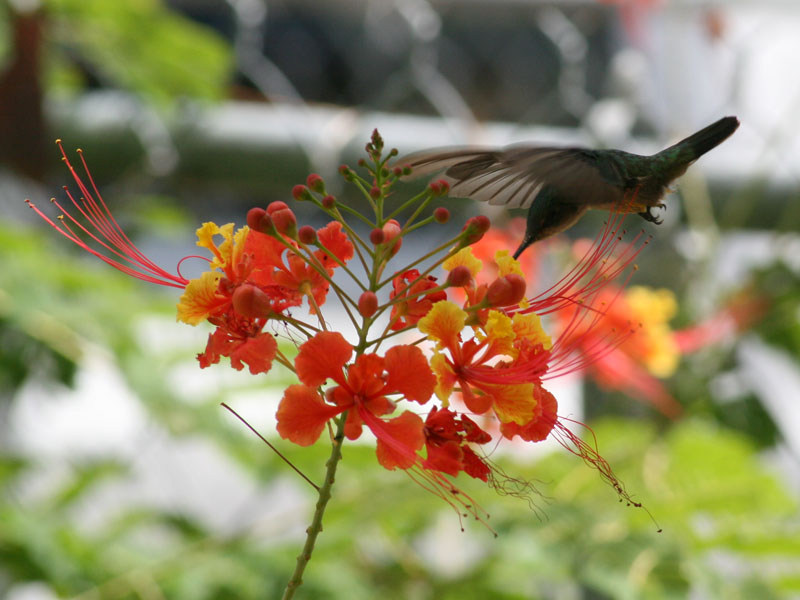 "Our" hummingbird (August 2009)