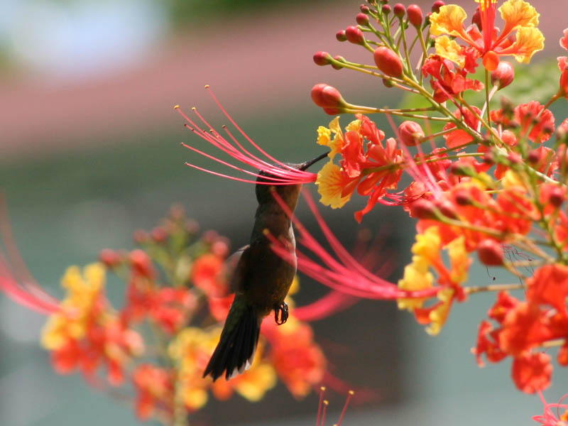 "Our" hummingbird picture 21660