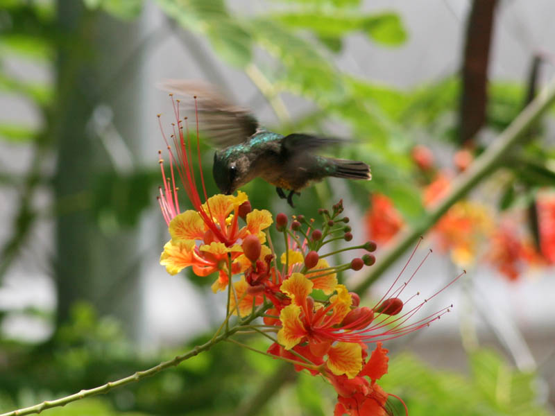 "Our" hummingbird picture 21661