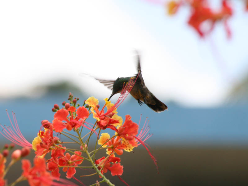 "Our" hummingbird picture 21663