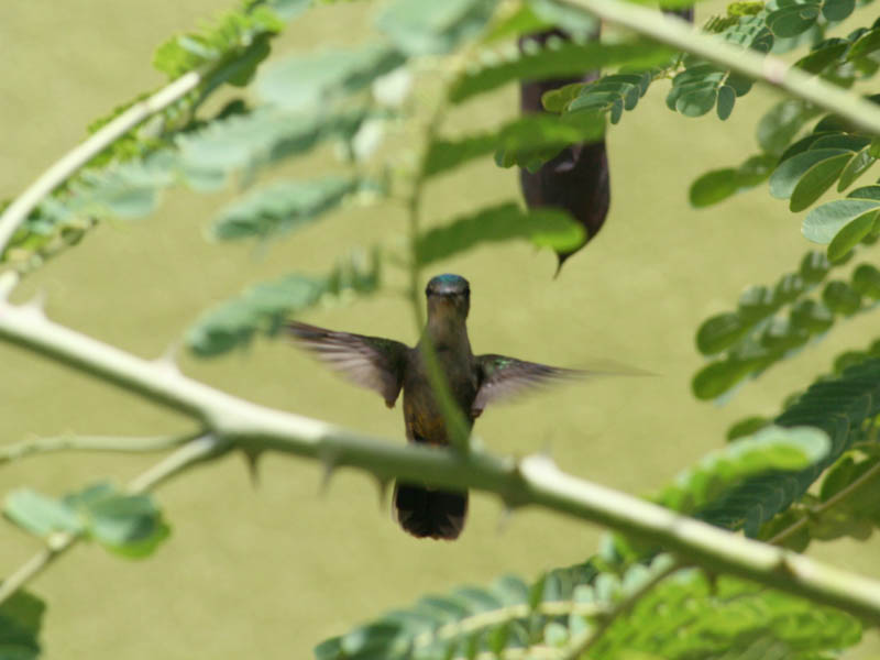 "Our" hummingbird picture 21664