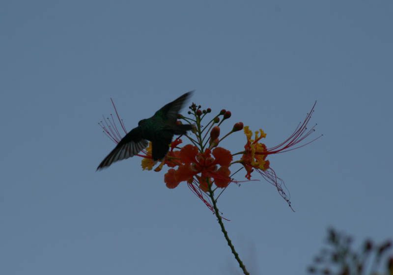 "Our" hummingbird picture 21665