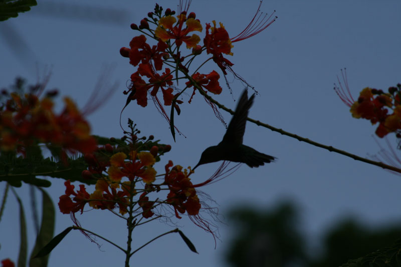 "Our" hummingbird picture 21655