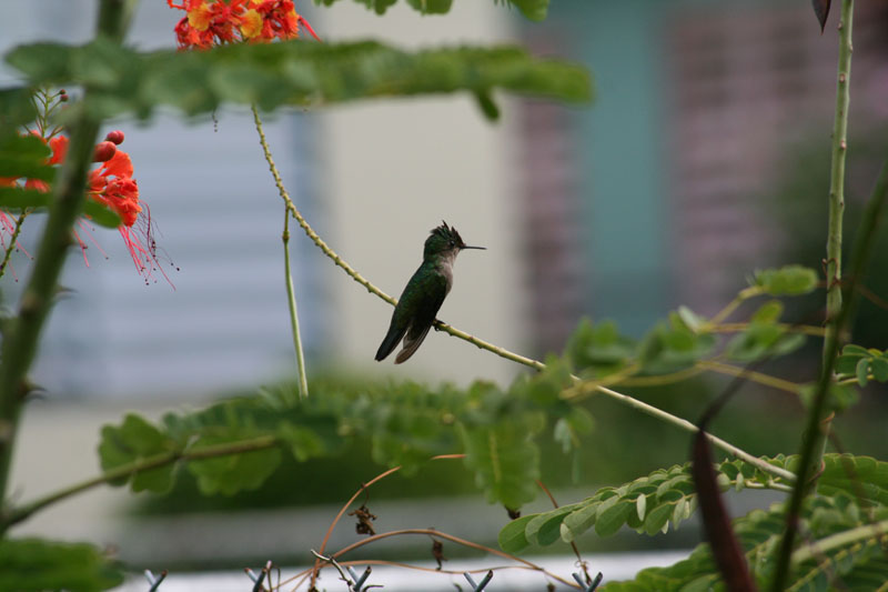 "Our" hummingbird picture 21656