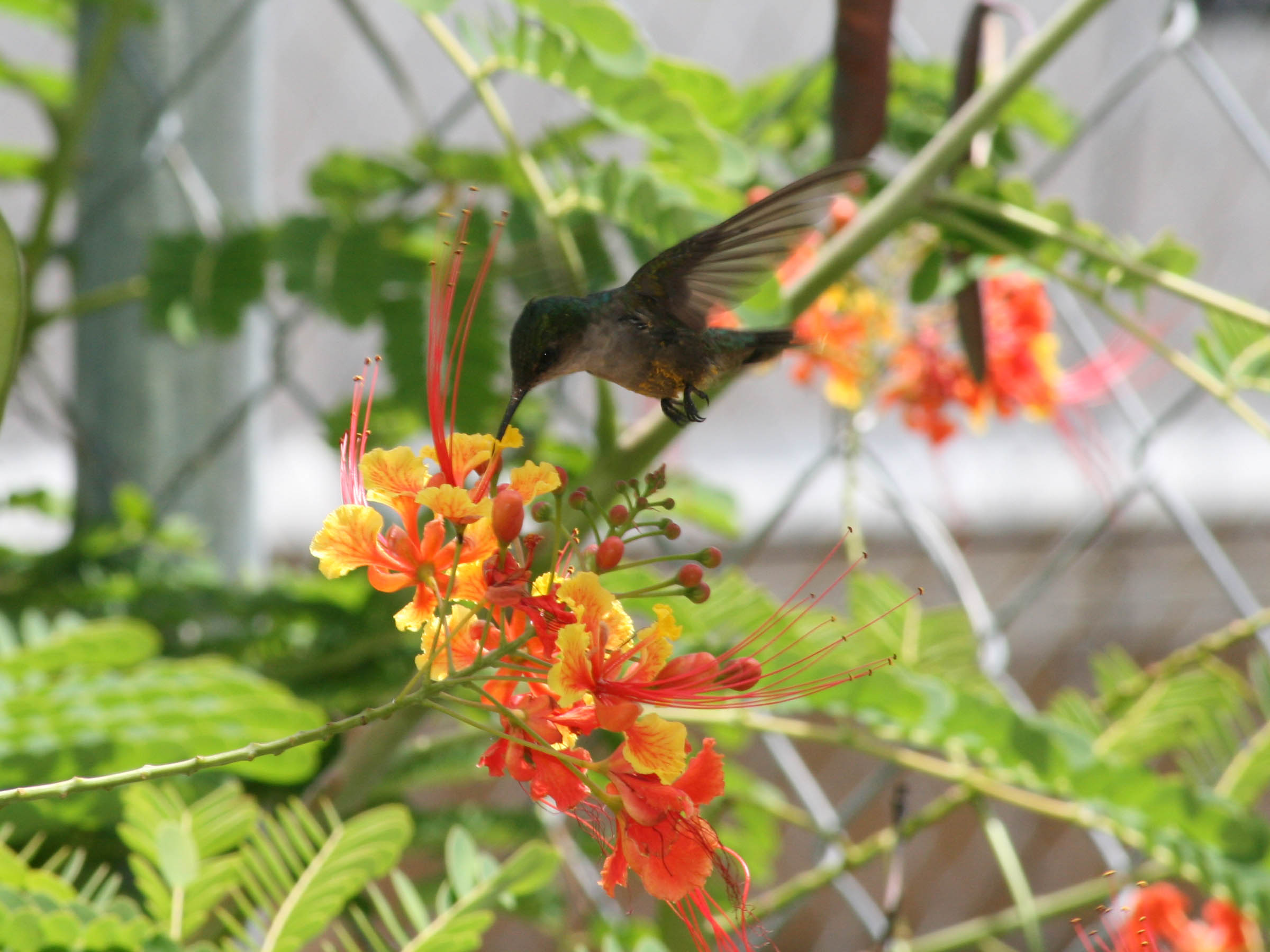 "Our" hummingbird picture 21657