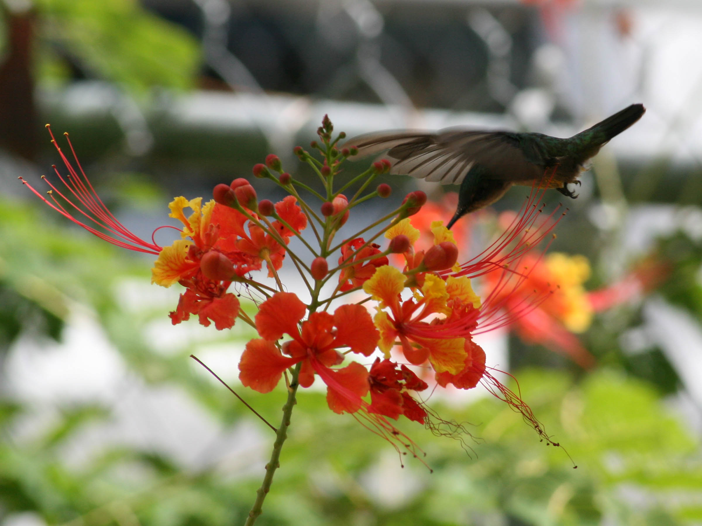 "Our" hummingbird picture 21650