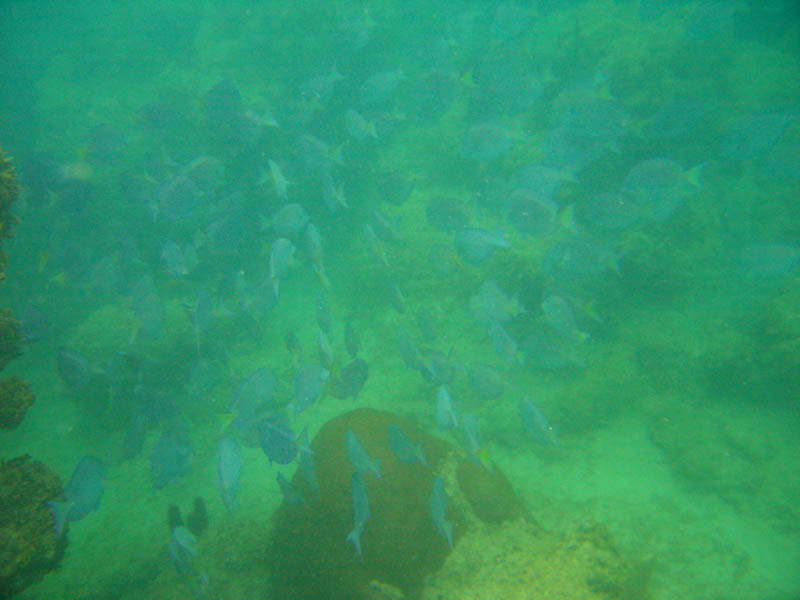 Visibility is terrible today, but the big shoal of blue tangs is amazing
