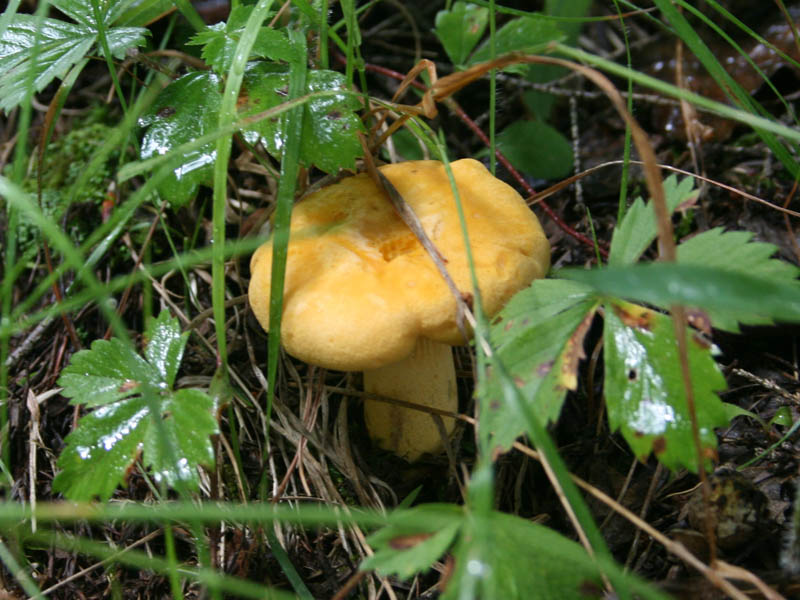 Mushrooms (July 2009)