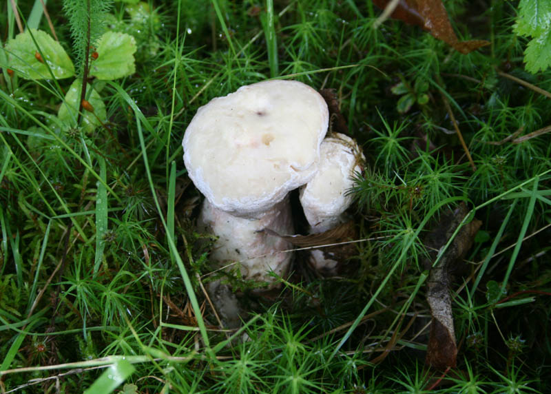 Mushrooms picture 20916