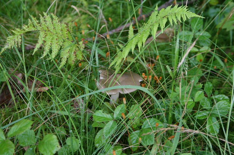 Mushrooms picture 20917