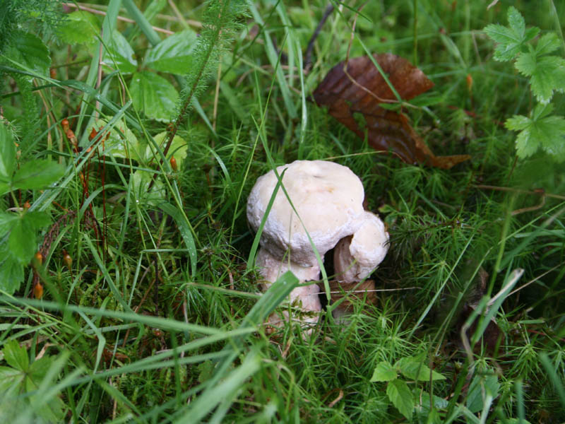 Mushrooms picture 20918