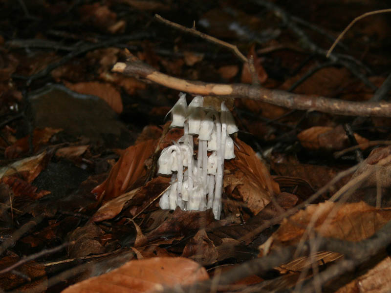 Indian pipes (these are not muchrooms, but herbs)