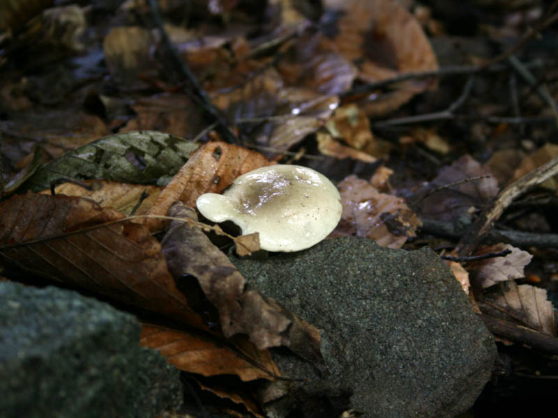 Mushrooms picture 20928