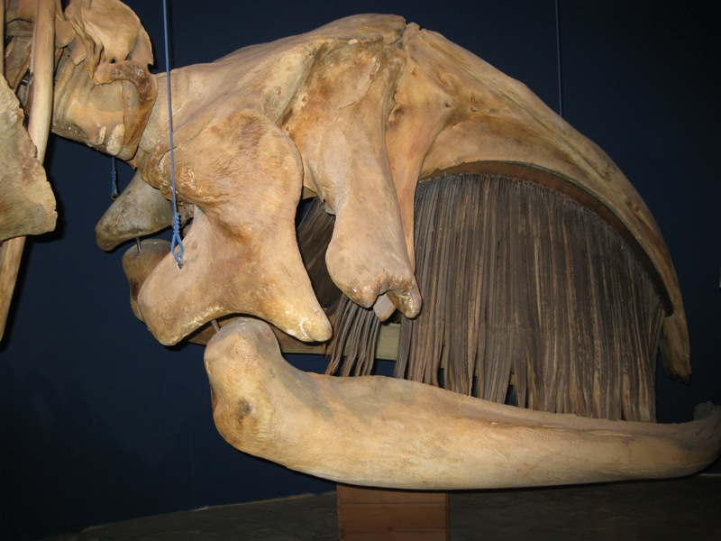 Head of a North Atlantic Right Whale