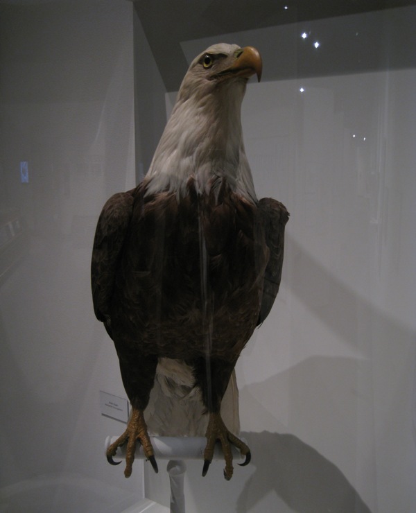 Bald Eagle