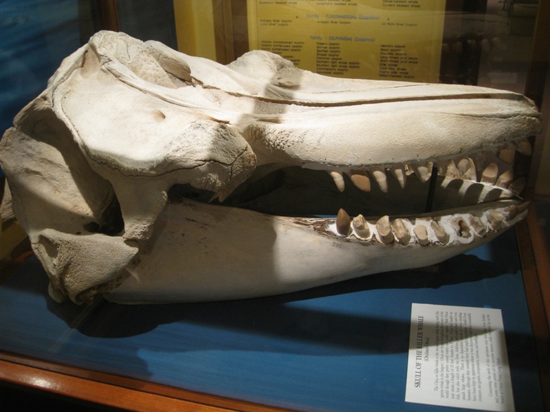 Killer whale scull