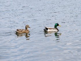 Hempstead Lake State Park (March 2009) Hempstead Lake State Park (March 2009)