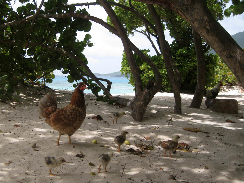 Chicks on a beach