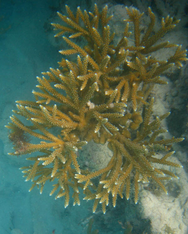 Staghorn Coral