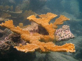 Elkhorn coral (August 2009) Elkhorn coral (August 2009)