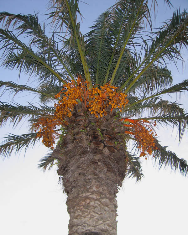 A date palm (August 2009)