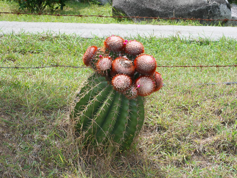 A cactus next to the road