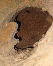 Camuy Caverns (August 2009) Camuy Caverns (August 2009)