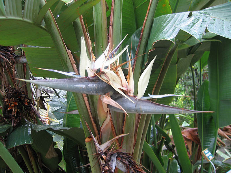 White bird-of-paradise, Strelitzias are related to bananas - compare the leaves
