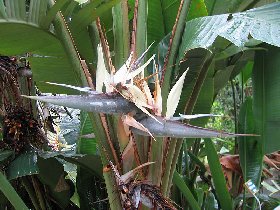 White bird-of-paradise, Strelitzias are related to bananas - compare the leaves (August 2009) White bird-of-paradise, Strelitzias are related to bananas - compare the leaves (August 2009)