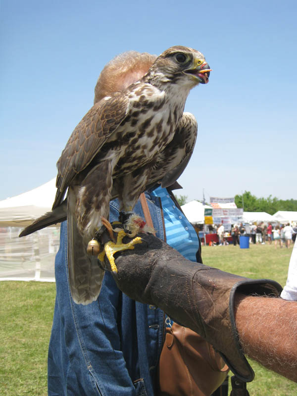 Pow Wow - Native American Festival picture 20480