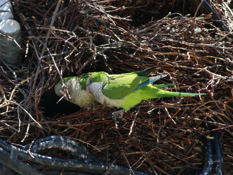 There are wild parrots in Brooklyn  (Quaker Parrots, Monk Parakeets)