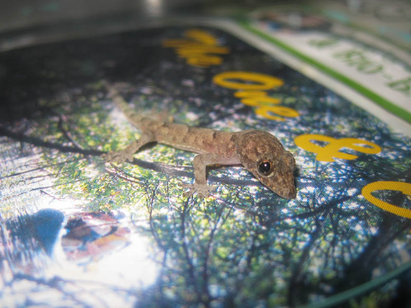 Size of the lizard is best to measure by the raster of the flyer picture underneath it