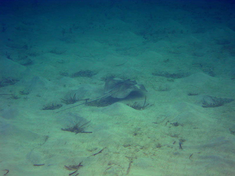 Day 14 - Blue Beach, stingray, ... picture 21041