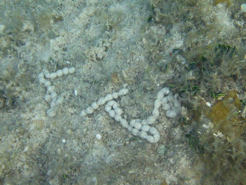 Day 14 - Blue Beach, stingray, ... picture 21044