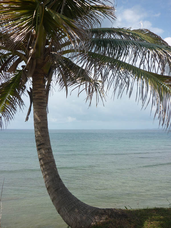 A palmtree (July 2009)