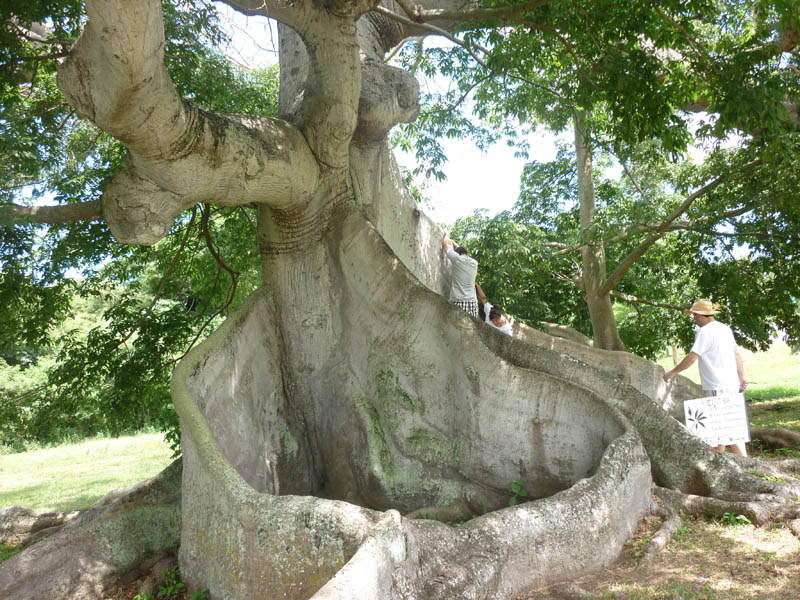 Ceiba