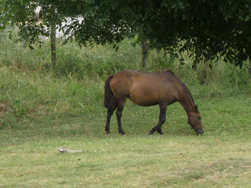 Iguana and horse