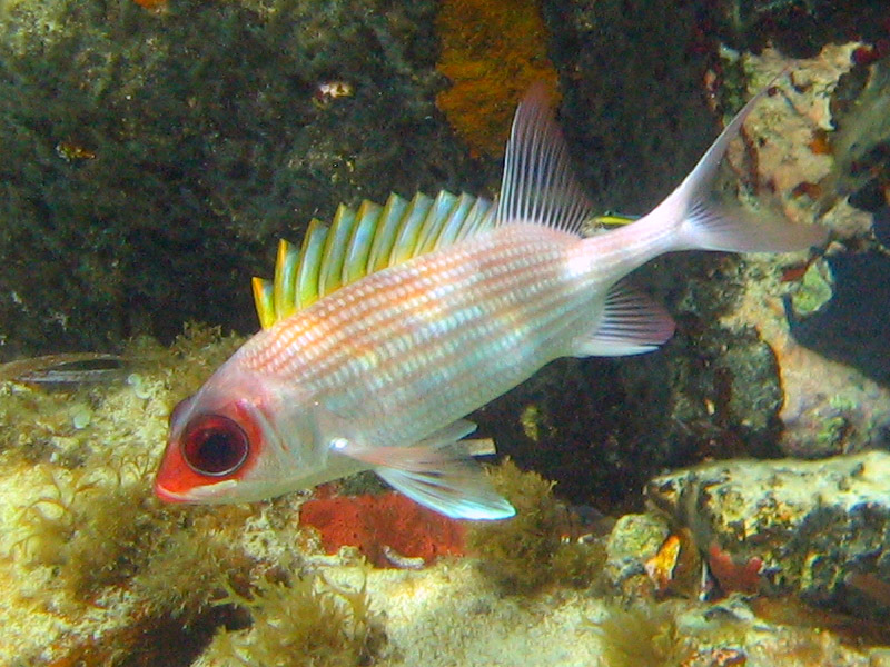 Squirrelfish (July 2009)