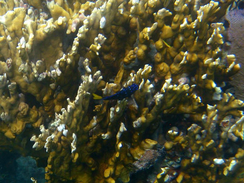 Yellowtail damselfish in a branching fire coral