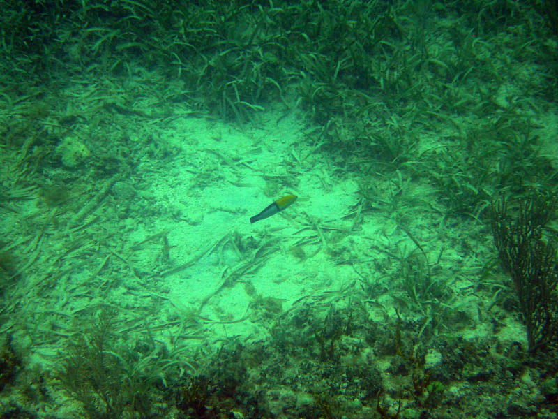 Yellowhead wrasse