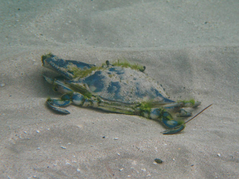 Blue crab