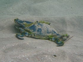 Blue crab (July 2009) Blue crab (July 2009)