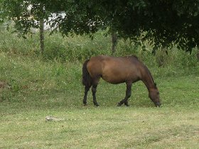 Iguana and horse (July 2009) Iguana and horse (July 2009)