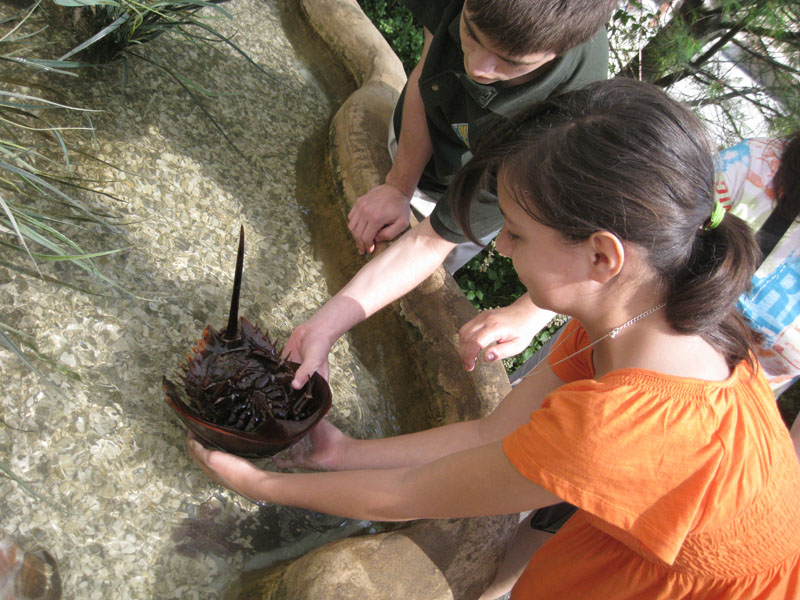 Horseshoe crab touching